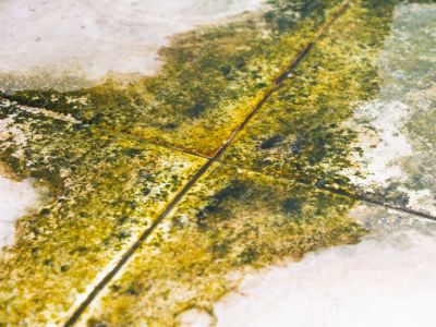 Voorkomen van mos- en algengroei